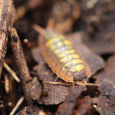 Porcellionides Sp. "Big Pine Key"